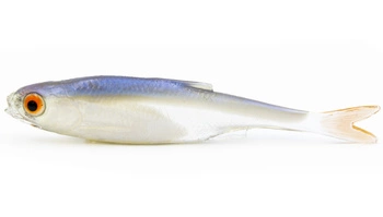 Przynęta Urbanek Płoć 7.5cm - 3g - NPX - 1szt