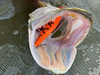 Jerk Kaszub Baits Danire 10cm | tonący | 40g | OT UV