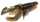 8.5 \ UV Craw