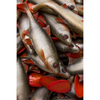 Guma Angry Lures Roach 22cm | NOR