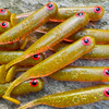 Guma Great Fish GF1 4,9cm | Motor Oil Green UV | bezzapachowy | 10 szt.