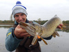 .Przynęta MIKADO FISHUNTER 8cm, kolor 56 op 5szt
