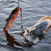 Zestaw Gum Savage Gear 3D Whitefish Shad 9 cm | Dark Water Mix | 4 szt.
