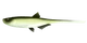 031 OLIVE WHITEFISH