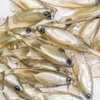 Guma Angry Lures Roach 12,5cm | TW
