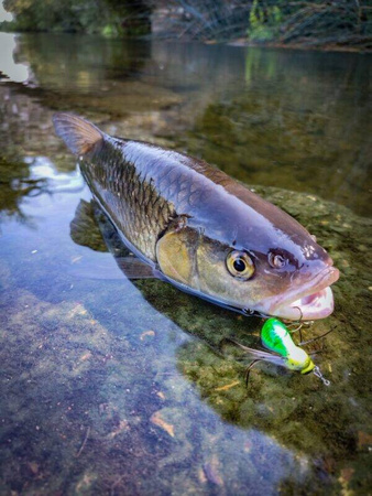 Wobler Engima Baits Smużak Osa 3,5cm | Limited Edition UV| pływający