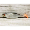 Guma SEWRO CUSTOM BAIT Płoć 6,5cm