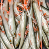 Guma Angry Lures Bleak V-Tail 20cm | NOO