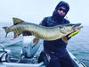 Wobler Salmo Sweeper 14cm | Real Pike | tonący