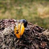 Wobler Engima Baits Osa 3,5cm | Szerszeń | pływający