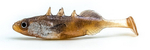 Guma Angry Lures Stickleback 6cm | DB