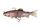 Rainbow Trout
