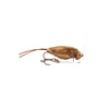 Wobler Imago Lures Hooper Flow 3,5cm - pływający - DBC