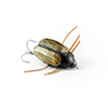 Wobler Imago Lures Maybug 3cm Flow - pływający - BK