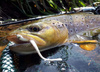 Przynęta Libra Lures Dying Worm 7cm | 018 - Pink Pearl | ser | 15 szt.