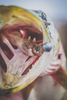 Guma Angry Lures Stickleback 6cm | DB
