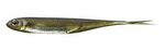 Fish Arrow Flash-J Split 3" - Kosan Ayu/Silver #06 - 1 szt.
