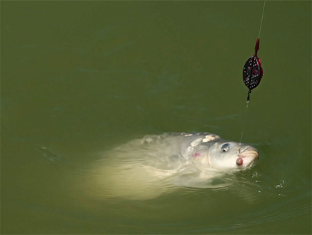 Koszyczek zanętowy Delphin QUIX / L / 40g