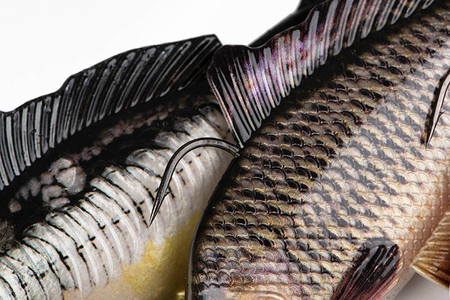 Guma Fox Rage Super Natural Replicant Carp 18cm | Common Carp