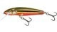 Rainbow Dace