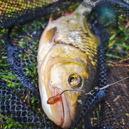 Przynęta Perch Professor F**king Leech 2,75"/7cm - #01 Original - 8 szt.