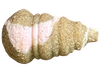 Feeder Bait Mini Ślimak Twister Wafters 11/8mm | Truskawka & Ryba