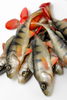 Guma Angry Lures Perch 19,5cm | NOR