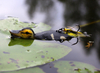 Przynęta Savage Gear 3D Suicide Duck 10,5cm |Ugly Duckling
