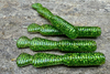 Guma Great Fish GF2 Leech 6cm | Glitter Green | krewetkowy | 10 szt.