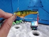 .Wobler Salmo Rail Shad 6cm - tonący - ICE PERCH