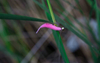 Gumy FishUp Tanta 6,1cm | 2,5" | #139 Earthworm/Hot Pink | 8szt.