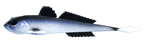 Przynęta Libra Lures Gobio 7.3" | 18.54 cm | 003 - Blue Whitefish