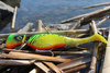 Headbanger Shad 16cm - Firetiger Stealth - Pływający