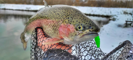 Przynęta Libra Lures Goliath 4.5cm | 019 - Hot Pink | brak zapachu | 10 szt.