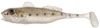 Przynęta BERKLEY Pulse Realistic Goby 7cm - Salt and Pepper