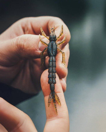 Guma Nays DRGN 30 | 7.6cm | C-33 | 7 szt.