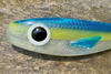 Guma Great Fish Rocky 10cm | Cosmic Blue | 2 szt.