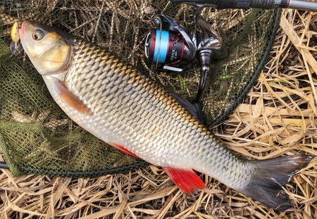 .Wobler Siek Gupik 3cm - pływający - 15