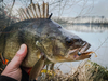 Przynęta Perch Professor Fluky Shad 2"/5cm - #01 Original - 7 szt.