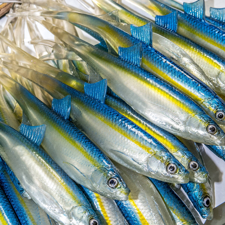 Guma Angry Lures Bleak V-Tail 20cm | TBY