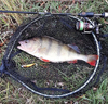Guma Westin ShadTeez Slim 14cm | Official Roach
