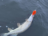 Jerk Kaszub Baits Danire 10cm | tonący | 40g | OT UV