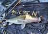 Guma Westin ShadTeez High 12cm | Lively Roach