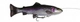Rainbow Trout