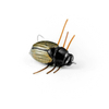 Wobler Imago Lures Maybug 3,5cm Flow - pływający - BK