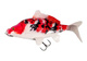 Koi Carp