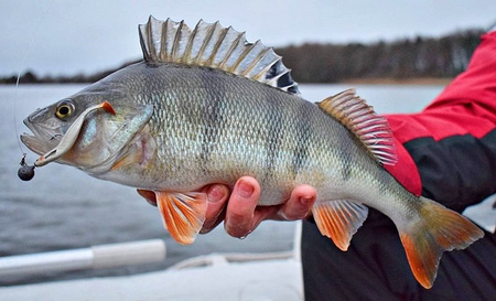 Guma Westin ShadTeez Slim 14cm | Lively Roach