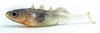 Guma Angry Lures Stickleback 6cm | N