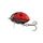 3 \ Ladybird
