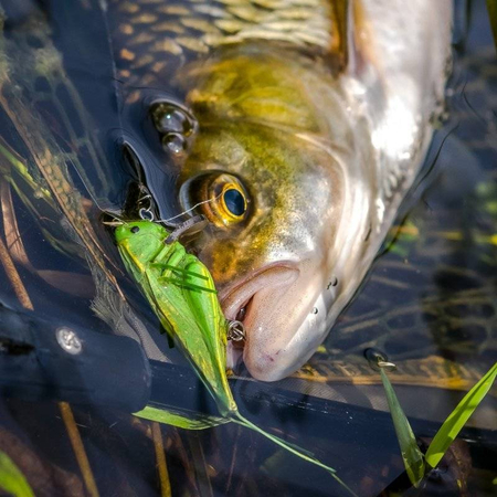 Wobler Imago Lures Hooper 3,5cm - pływający - YB